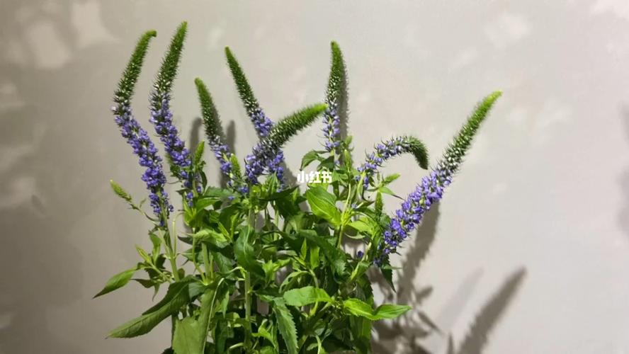 鼠尾草_鼠尾草_花语_鲜花_家居家装_家居装饰