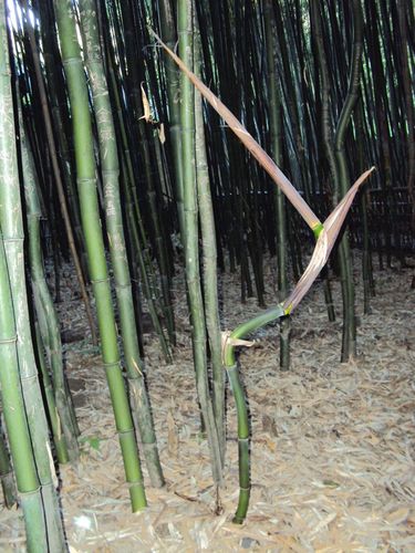 此竹春季出笋时,竹间会出现"先弯后直"的奇特景观,原因尚待考证.