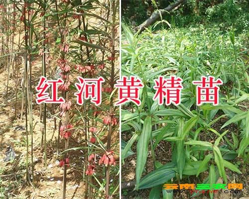 黄精药用具有补脾,润肺生津的作用.