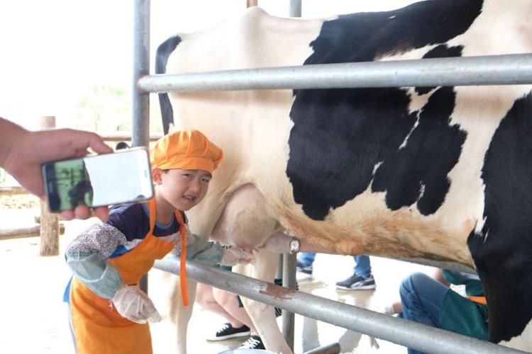 就为这个小荷兰,十多名网络名人齐聚荷鹭牧场