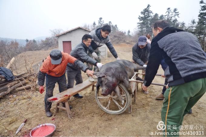 好吃不过杀猪饭|杀猪过程全记录,你见过吗?