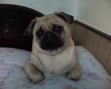 哈巴犬|3|18