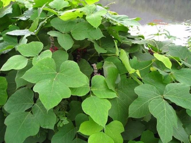 葛根是什么样子的,在哪儿生长