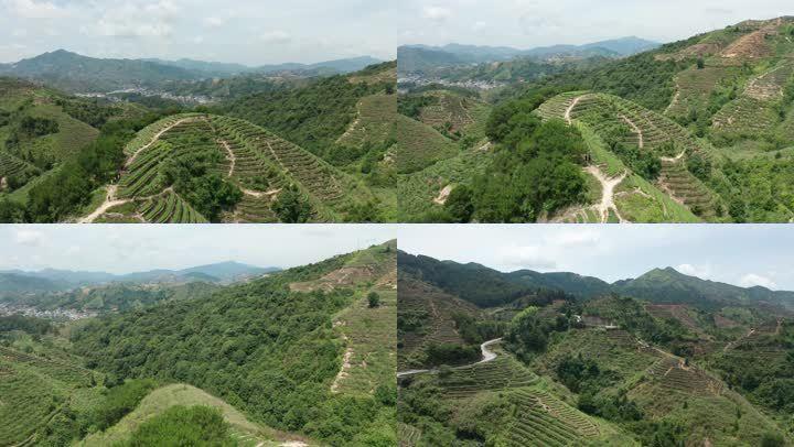 安溪铁观音茶山茶园航拍