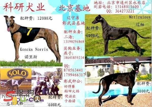 69 格力(灵缇)专区 69 "科研犬业"北京基地种犬"诺里斯《knocka