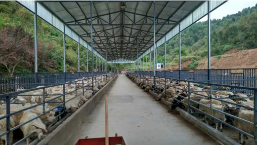 兴建养牛基地1处2093平方米,黄牛存栏将达到200头;建设养羊基地一座