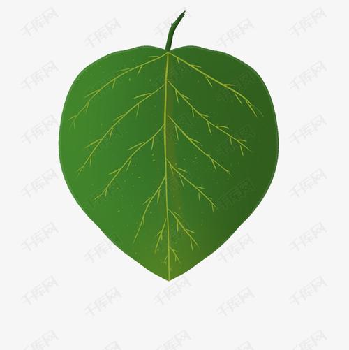 绿色桑树叶子插画