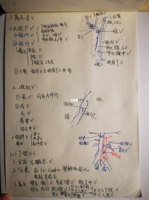 脉管系统(二) 静脉_系统解剖学笔记_教育_教育其他