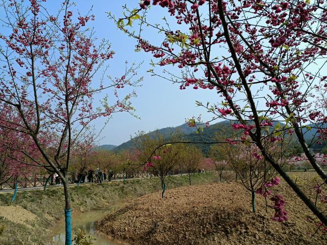 醉美湘潭七星村200亩樱花争相怒放