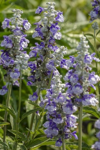 【首发】超级鼠尾草