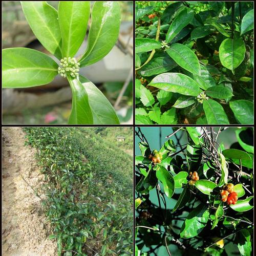 巴戟天泡酒药材巴戟肉泡酒料搭配锁阳肉苁蓉淫羊藿韭菜籽菟丝子 巴戟