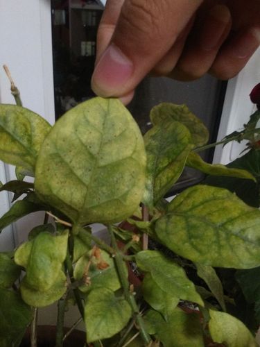 茉莉花的叶子发黄叶子背面有红点到底是什么啊啊啊啊啊啊啊
