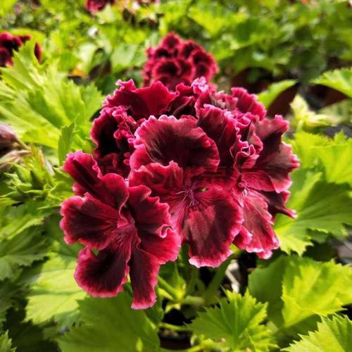 新品种垂钓大花天竺葵盆栽重瓣蝴蝶梅天竺葵四季天葵花易活花 烈焰带