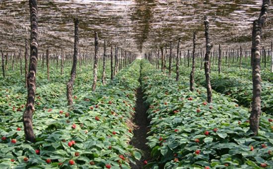 【人参专题】人参种植栽培技术大全|病虫害 - 第一农经网