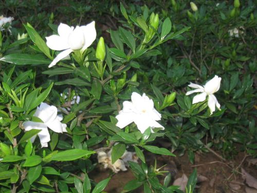 栀子花种类及图片大全