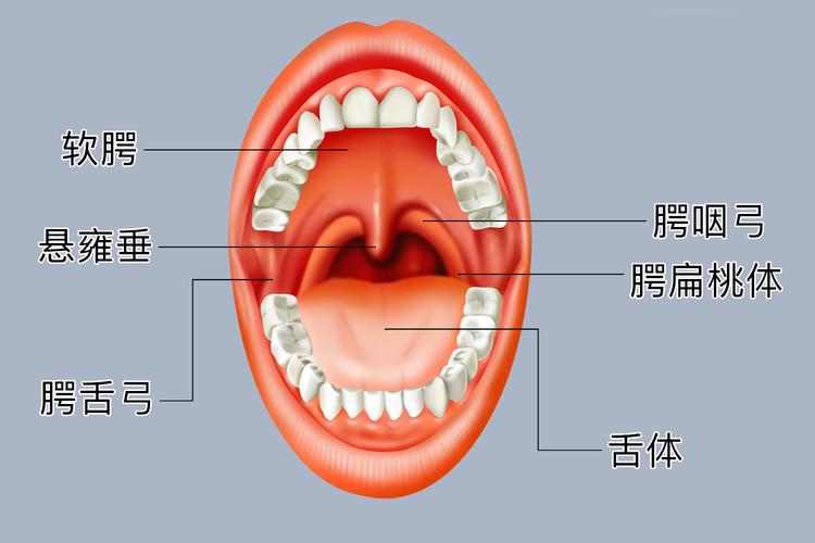 腭扁桃体:腭扁桃体位于小舌头两边,处于扁桃体窝中,是咽部最大的一对