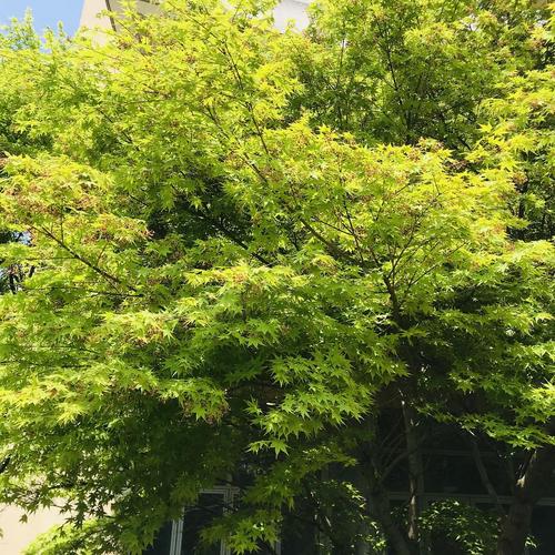 春天的枫树,很梦幻