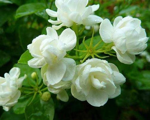 茉莉花的种植技术