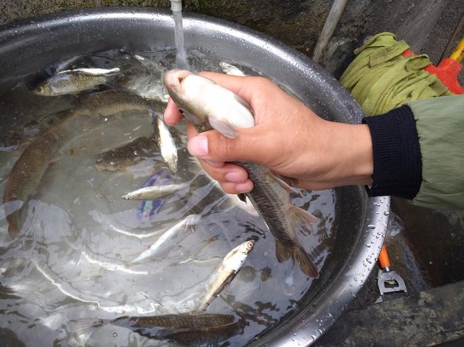 这是什么鱼?嘴巴朝下的,像吸盘,清道夫