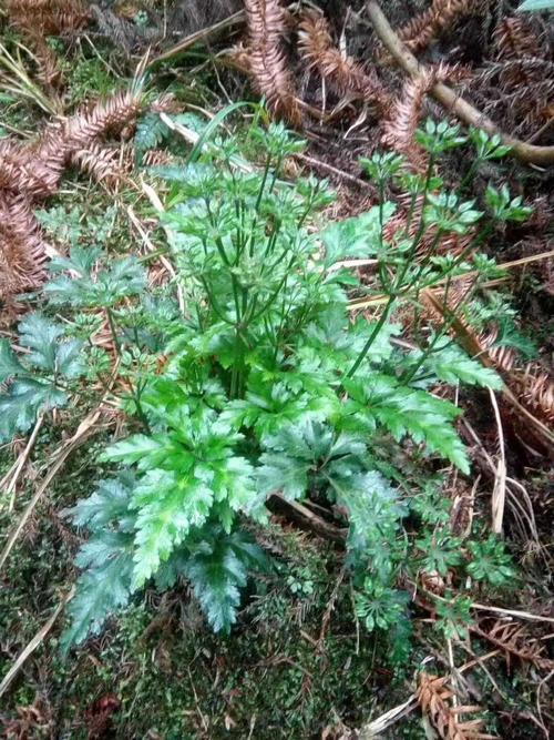 野生黄连黄莲药材种苗种子新鲜全草阳台庭院盆景盆栽花卉中草药