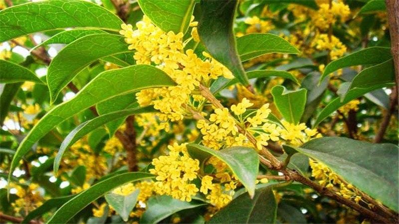 桂花树的茎是什么