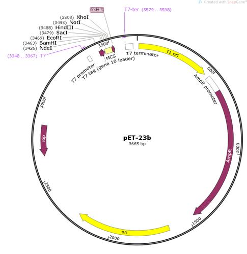 pet-23b基因载体质粒图谱,序列,大小,价格,抗性,测序引物等信息-淼灵