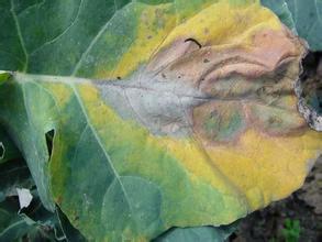 花椰菜黑腐病害防治