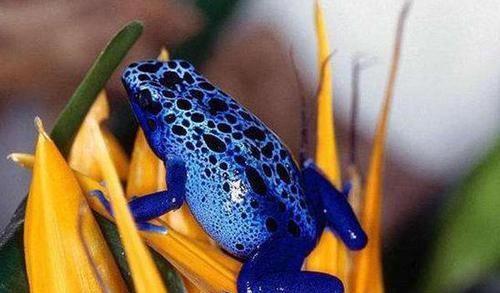 漂亮的背后却隐藏着剧毒,蓝色箭毒蛙是一种世界上最为著名的有毒青蛙