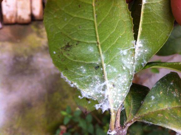 桂花的虫害防治