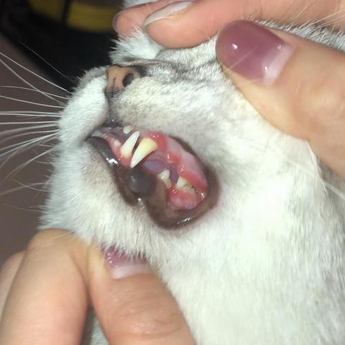 求助!关于猫口炎的治疗用药问题