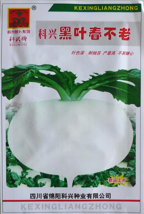 春不老萝卜种子 耐寒味甜多汁白萝卜籽 高产抗病大白萝卜蔬菜种子