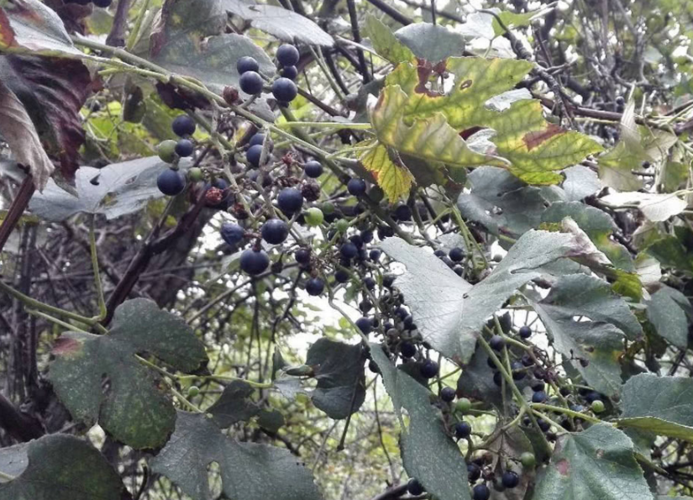 农村4种野葡萄,儿时常摘来当零食吃,如今稀罕少见,遇到别错过!