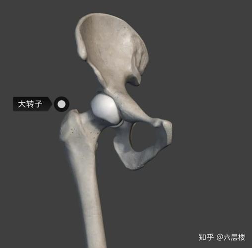 大转子▲图片来源:3d anatomy for the artist