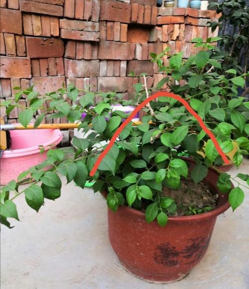 三角梅盆栽的枝条长得太乱怎么造型?跟着花匠做,开花爆盆成花球