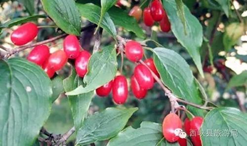 山茱萸的功效与作用