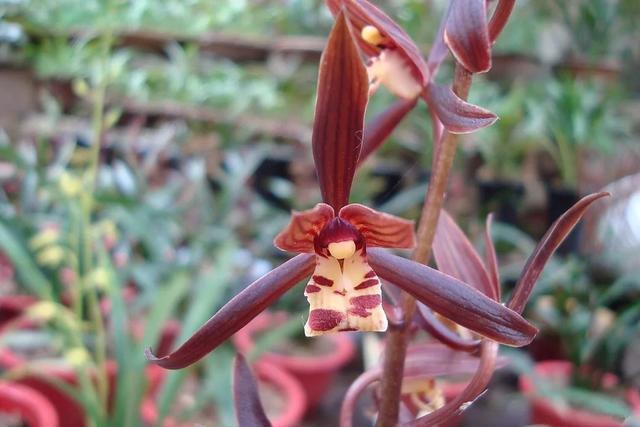 新手兰友,建议养一盆墨兰企黑,好养易开花,开品漂亮香味浓