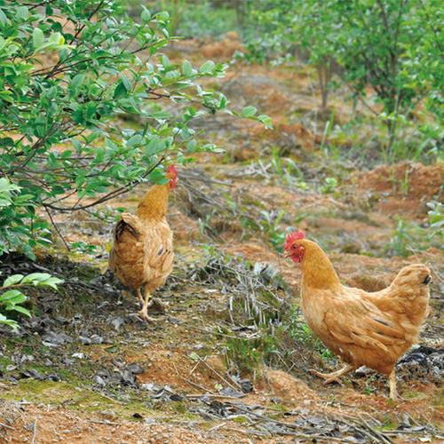 【茶山飞鸡】已养10个月|2只起订