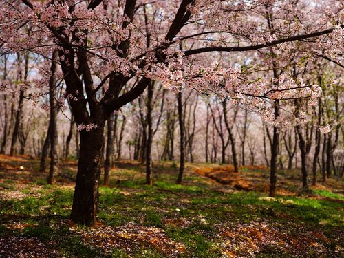 平坝农场的樱花