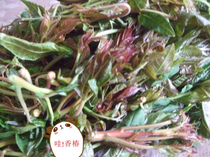 野菜帮徒步圪针庄