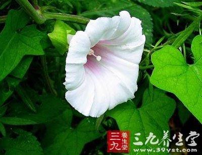 狗狗秧 - 第1张  | 中草药图片大全-中药的功效与作用