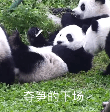 呆萌熊猫夺笋呐系列表情包_呆萌熊猫夺笋呐系列搞笑怼人qq表情_72qq网