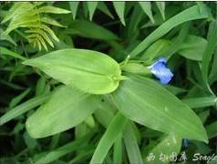 鸭跖草