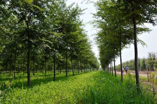 园林苗圃的规划设计