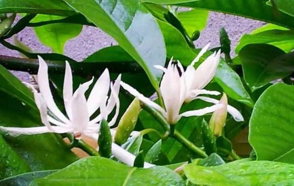 " 热议 那些只有四川人才想得出的花 看到第一个已笑昏 除了正儿八经