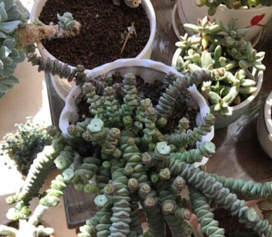 钱串子的繁殖时间一般在秋天到翌年的春天进行(这也是钱串的生长