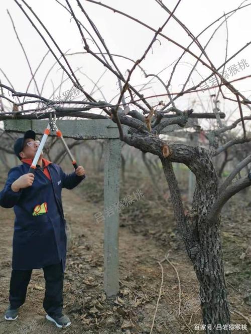 如何理解猕猴桃冬季整形修剪