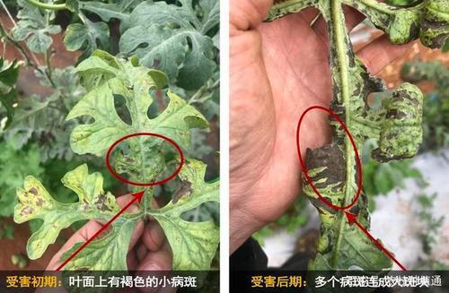 雨季西瓜"叶枯病"传播快,摸清症状有效防治,减少损失
