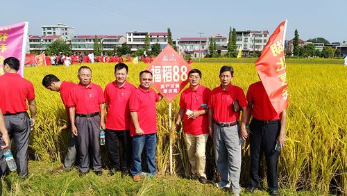 江西省优质稻福稻88观摩测产大会取得圆满成功