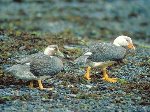 最肥硕的白头鸟:白头船鸭