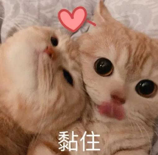 表情包:"晚安,有机会一起睡觉"